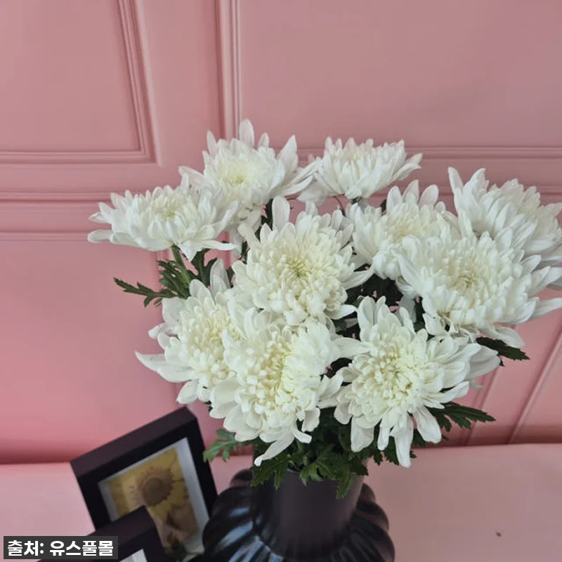유스풀몰 성묘 국화 찐후기: 3만원짜 관련 이미지 3