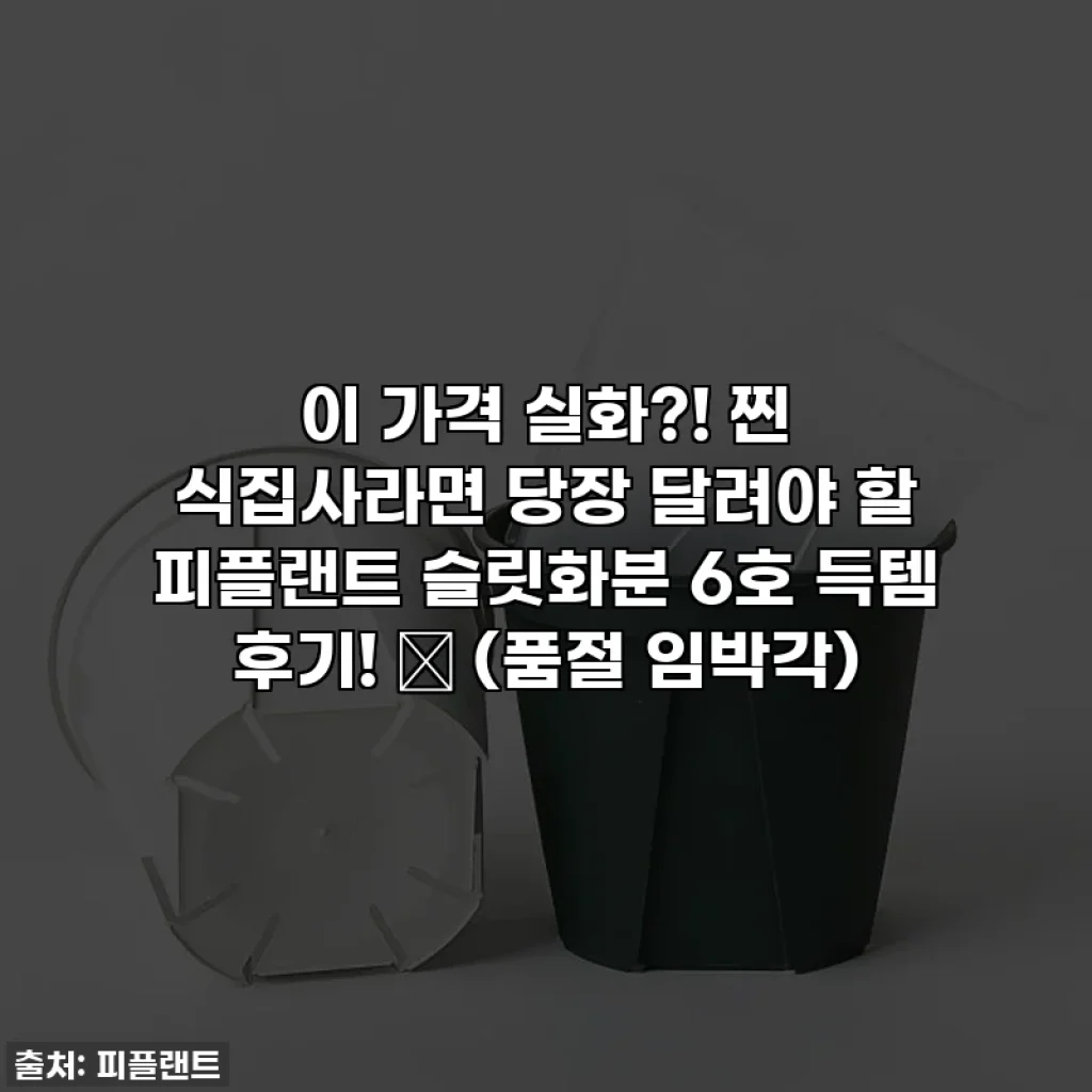 이 가격 실화?! 찐 식집사라면 당장 달려야 할 피플랜트 슬릿화분 6호 득템 후기! 🌱 (품절 임박각)