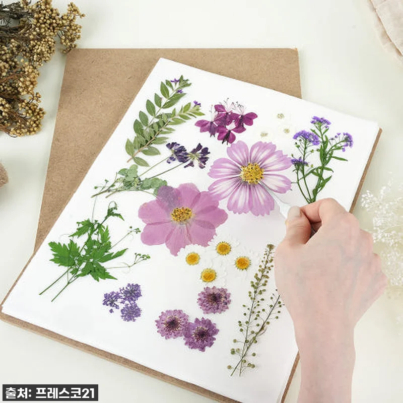 이슈템 떴다! 🌸 프레스코21 압화건 관련 이미지 1