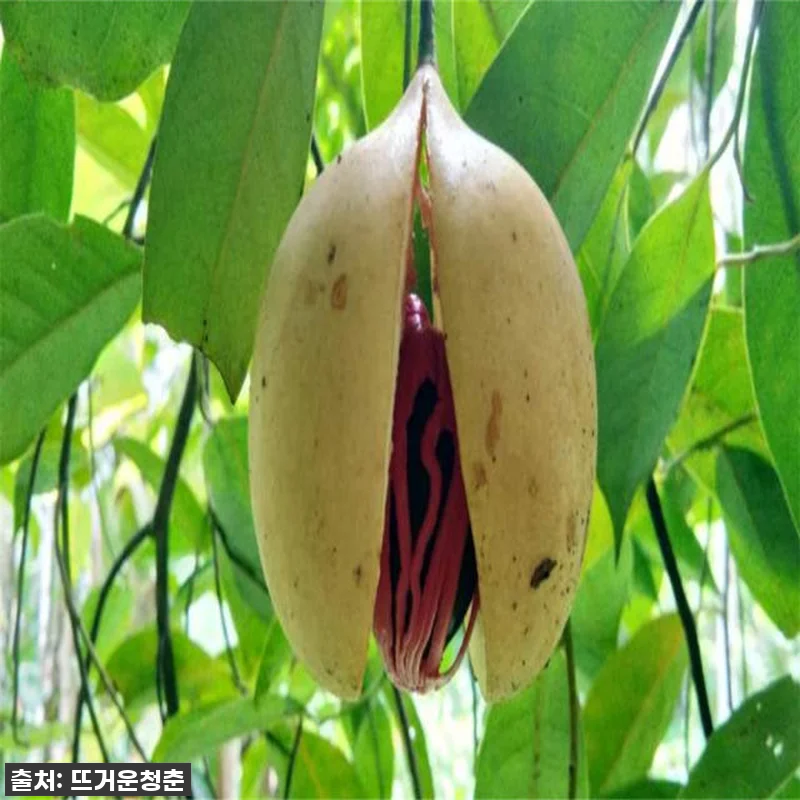 싱가포르 여행 필수 코스! 포트 캐닝 관련 이미지 2