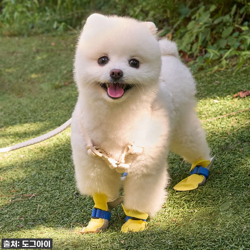 ✨ 품절임박! 우리 댕댕이 발을 지켜 관련 이미지 2
