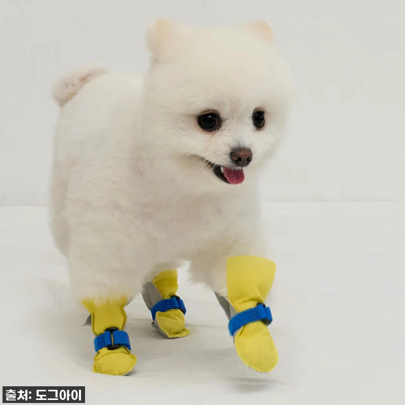 ✨ 품절임박! 우리 댕댕이 발을 지켜 관련 이미지 3
