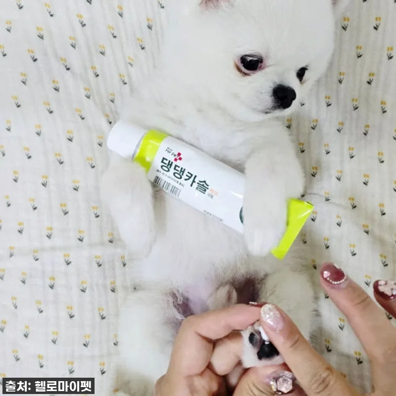 이슈템 떴다! 강아지 피부 트러블? 관련 이미지 5