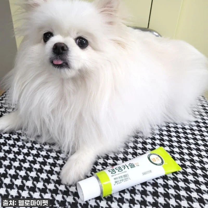 이슈템 떴다! 강아지 피부 트러블? 관련 이미지 6