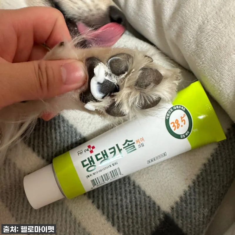 이슈템 떴다! 강아지 피부 트러블? 관련 이미지 7