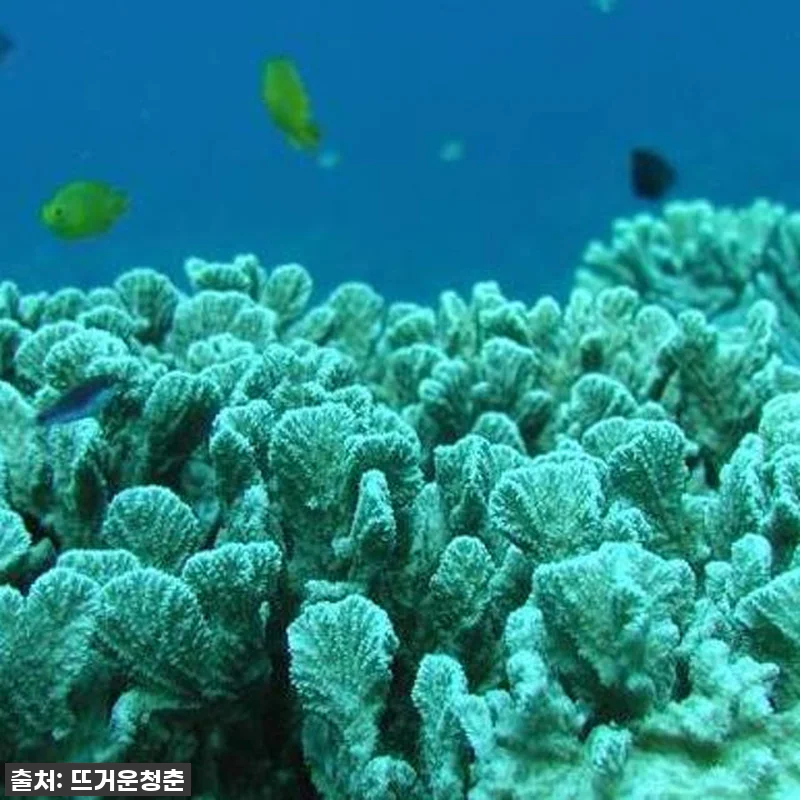 일본 오키나와 글라스보트 투어 관련 이미지 1