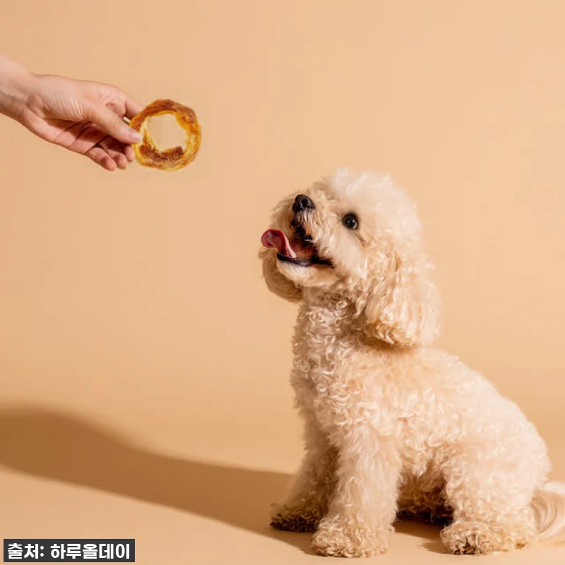 우리집 댕댕이 환장템! 하루올데이 터 관련 이미지 1