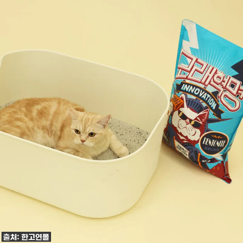 찐후기! 냥이들이 난리부르스 추는 ' 관련 이미지 2