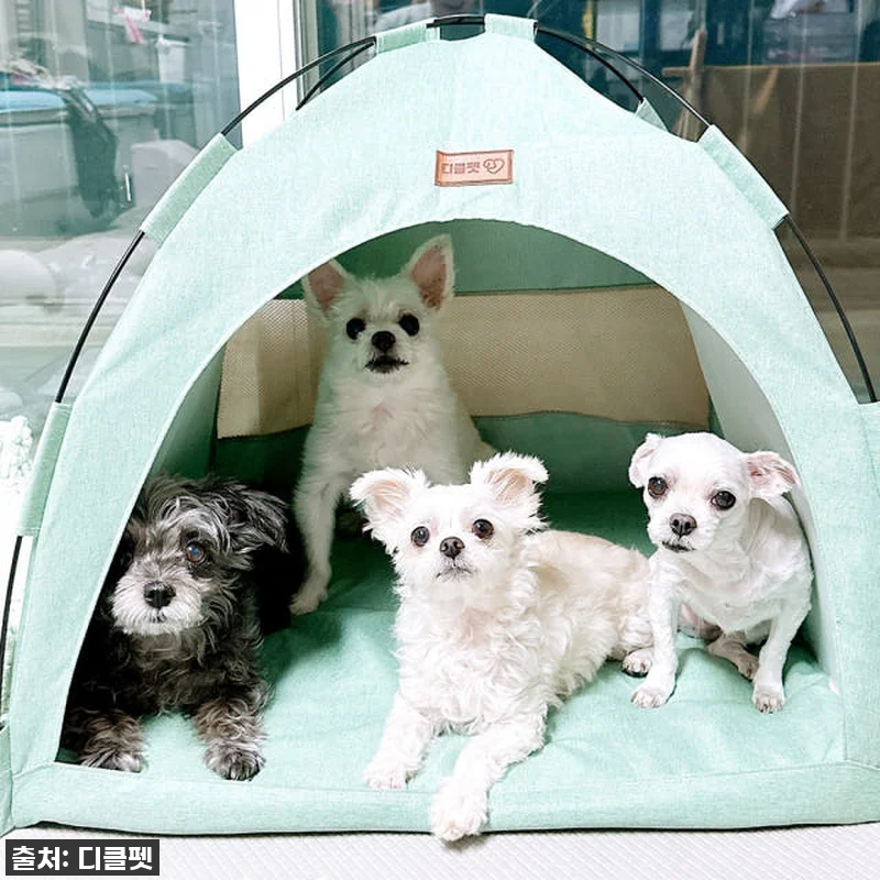 이건 무조건 사야 해! 댕냥이 집이 관련 이미지 4