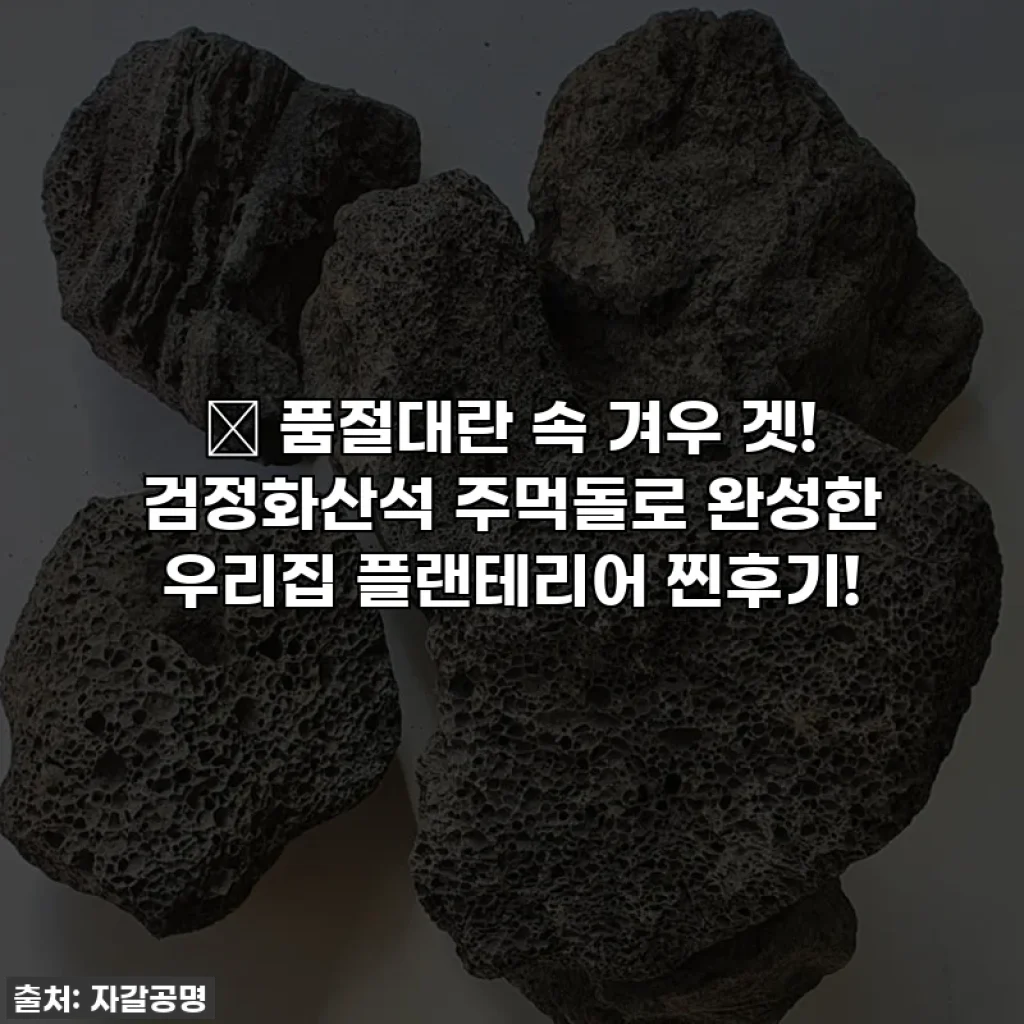 ✨ 품절대란 속 겨우 겟! 검정화산석 주먹돌로 완성한 우리집 플랜테리어 찐후기!