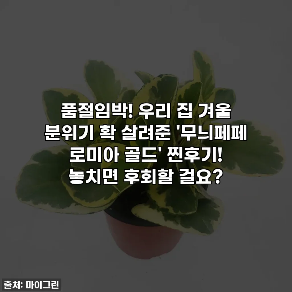 품절임박! 우리 집 겨울 분위기 확 살려준 '무늬페페 로미아 골드' 찐후기! 놓치면 후회할 걸요?