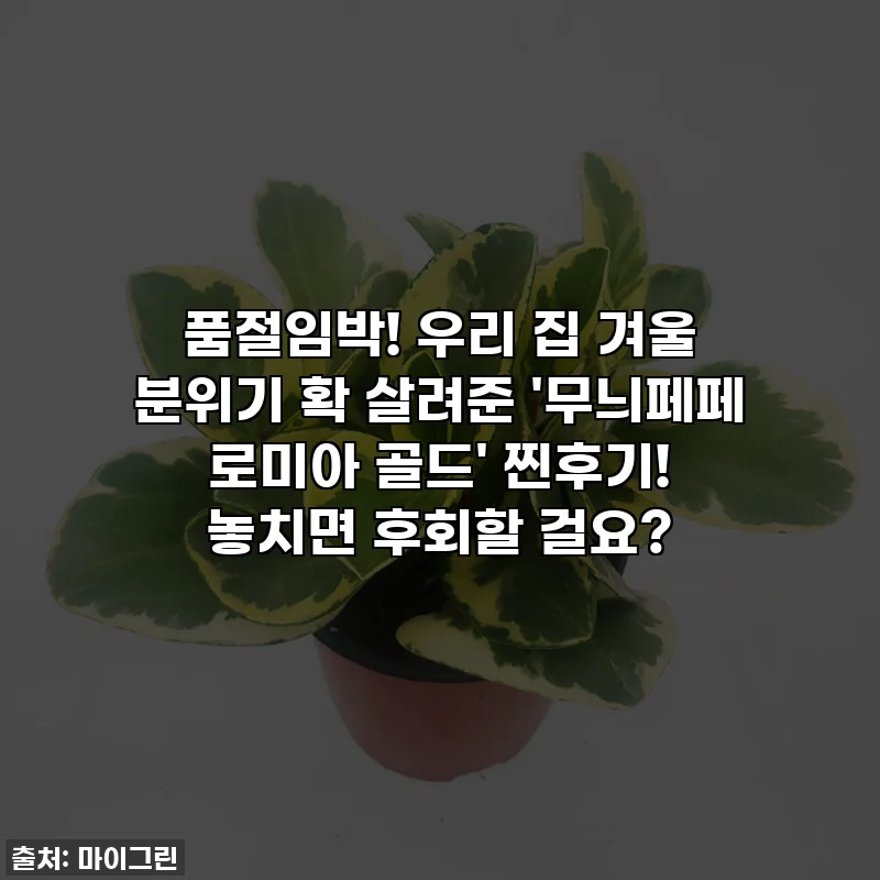 품절임박! 우리 집 겨울 분위기 확 살려준 '무늬페페 로미아 골드' 찐후기! 놓치면 후회할 걸요?