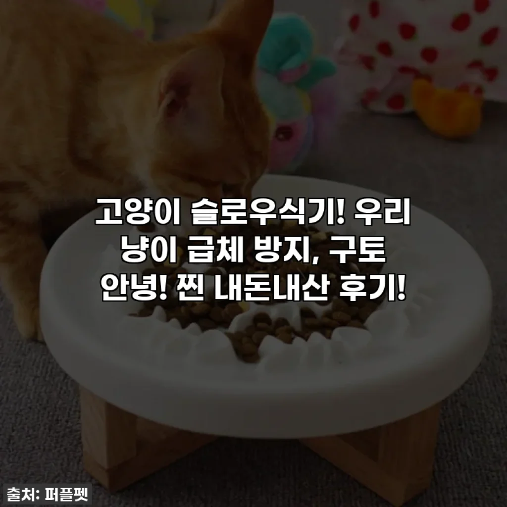 고양이 슬로우식기! 우리 냥이 급체 방지, 구토 안녕! 찐 내돈내산 후기!