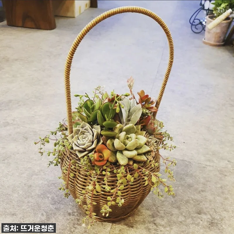 이슈템! 집콕 힐링 끝판왕, 대구 셀 관련 이미지 2