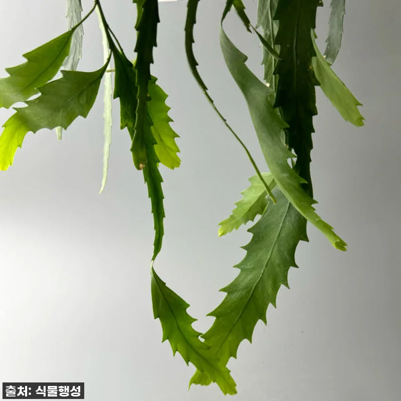 [찐후기] 없어서 못 구한다던 식물행 관련 이미지 4
