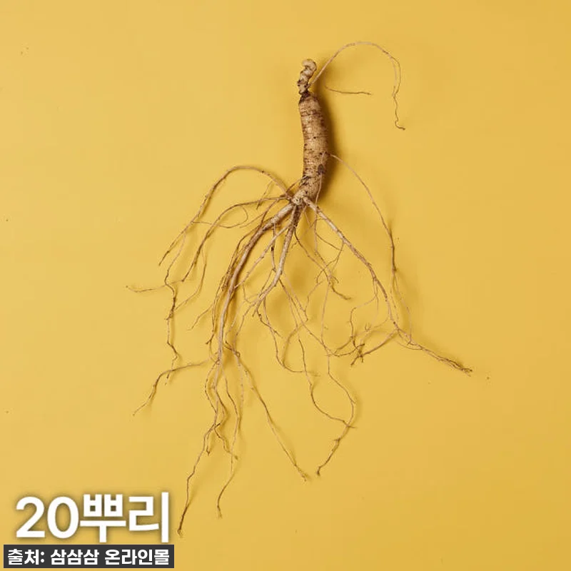 환절기 건강 지킴이, 5-6년근 강원 관련 이미지 1