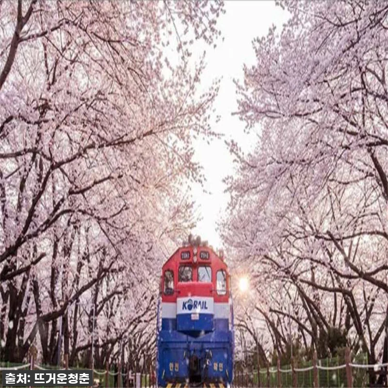 부산, 진해 벚꽃데이 차터투어 후기: 관련 이미지 3