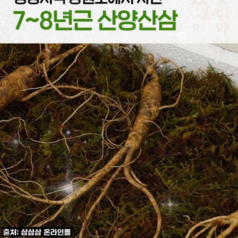 환절기 건강 지킴이, 7,8년근 강원도 산양산삼으로 활력 충전! 내돈내산 솔직 후기