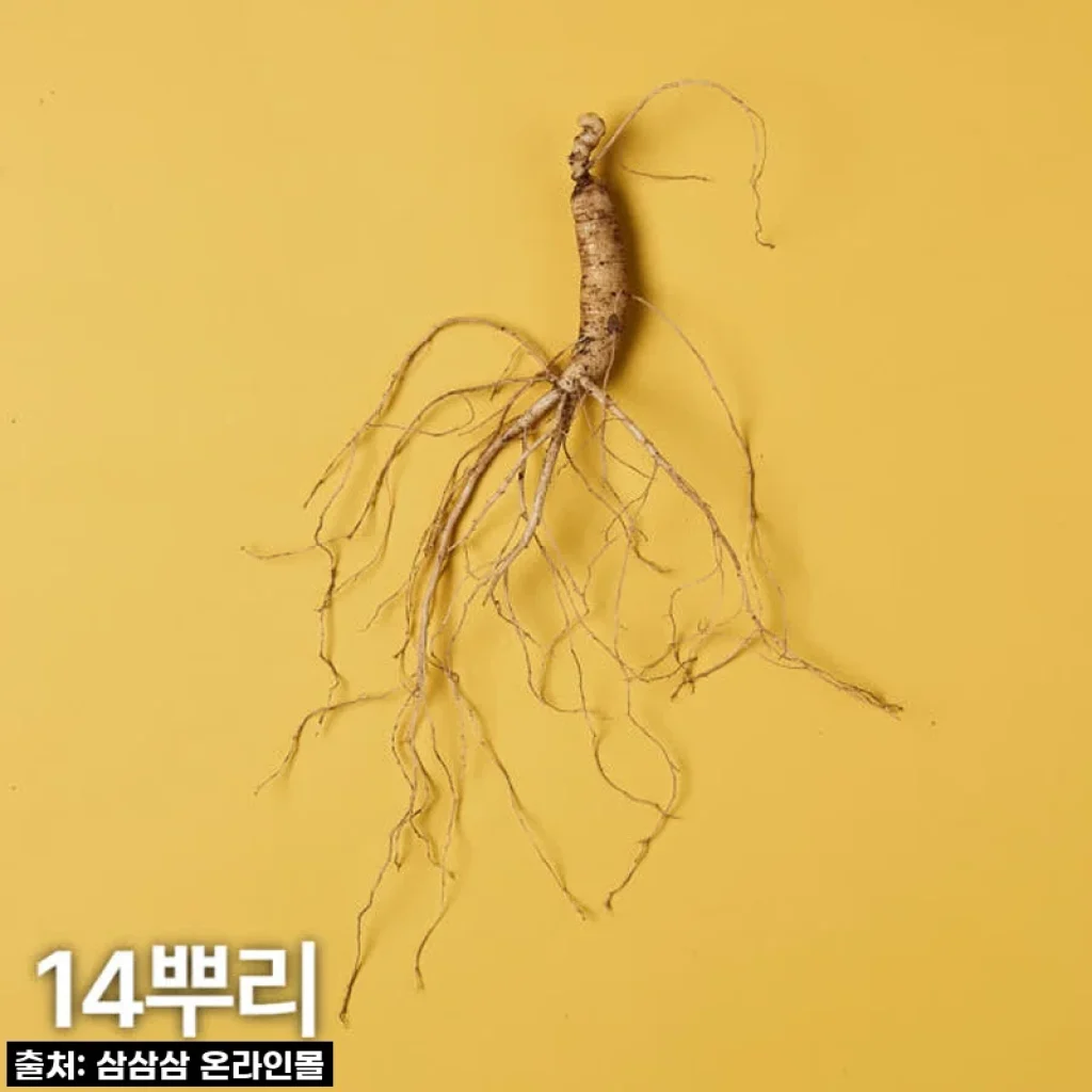 5,6년근 산양산삼 14뿌리, 매번 감동을 선물하는 저의 비결을 공개해요!