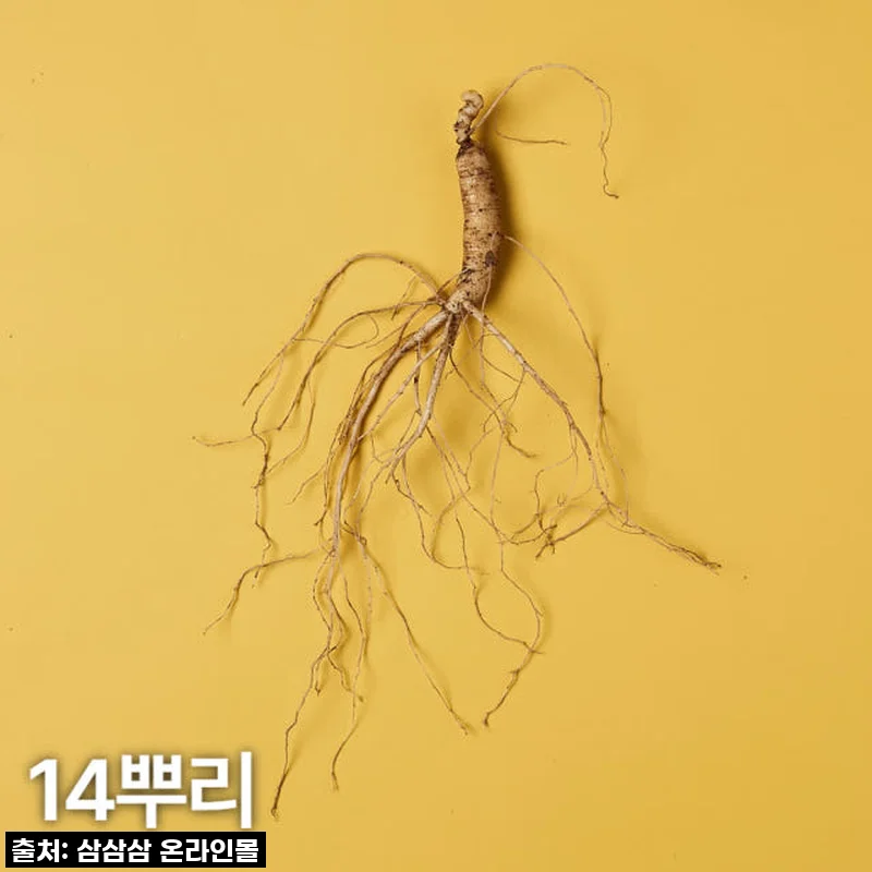 5,6년근 산양산삼 14뿌리, 매번 감동을 선물하는 저의 비결을 공개해요!
