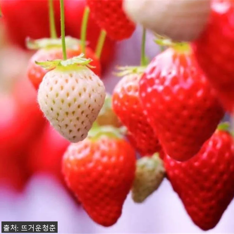 간토 나가노 수효온천 2일 투어 직접 관련 이미지 2