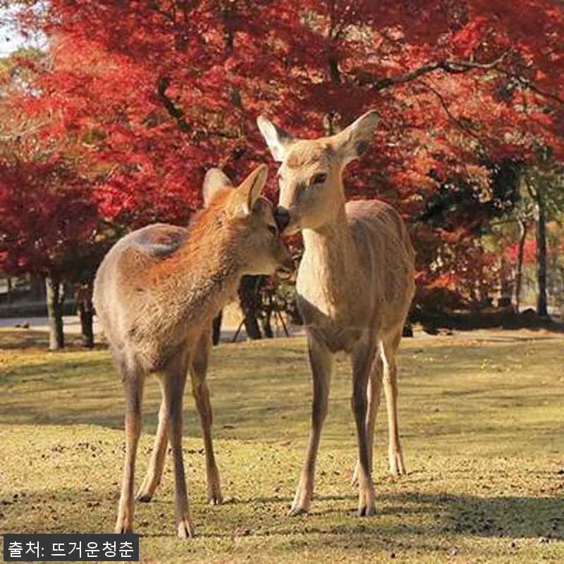 일본 오사카 긴테츠 레일 패스 사용후 관련 이미지 3
