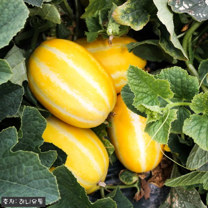 성주 꿀 참외 10kg 사용후기: 달 관련 이미지 4