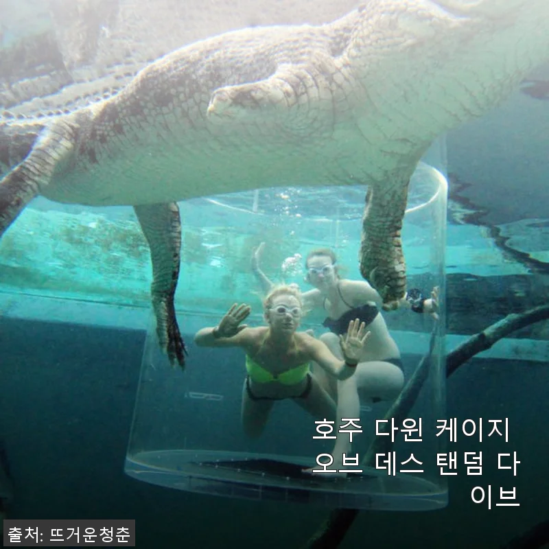 호주 다윈 케이지 오브 데스 탠덤 다이브 사용후기 및 구매 가이드