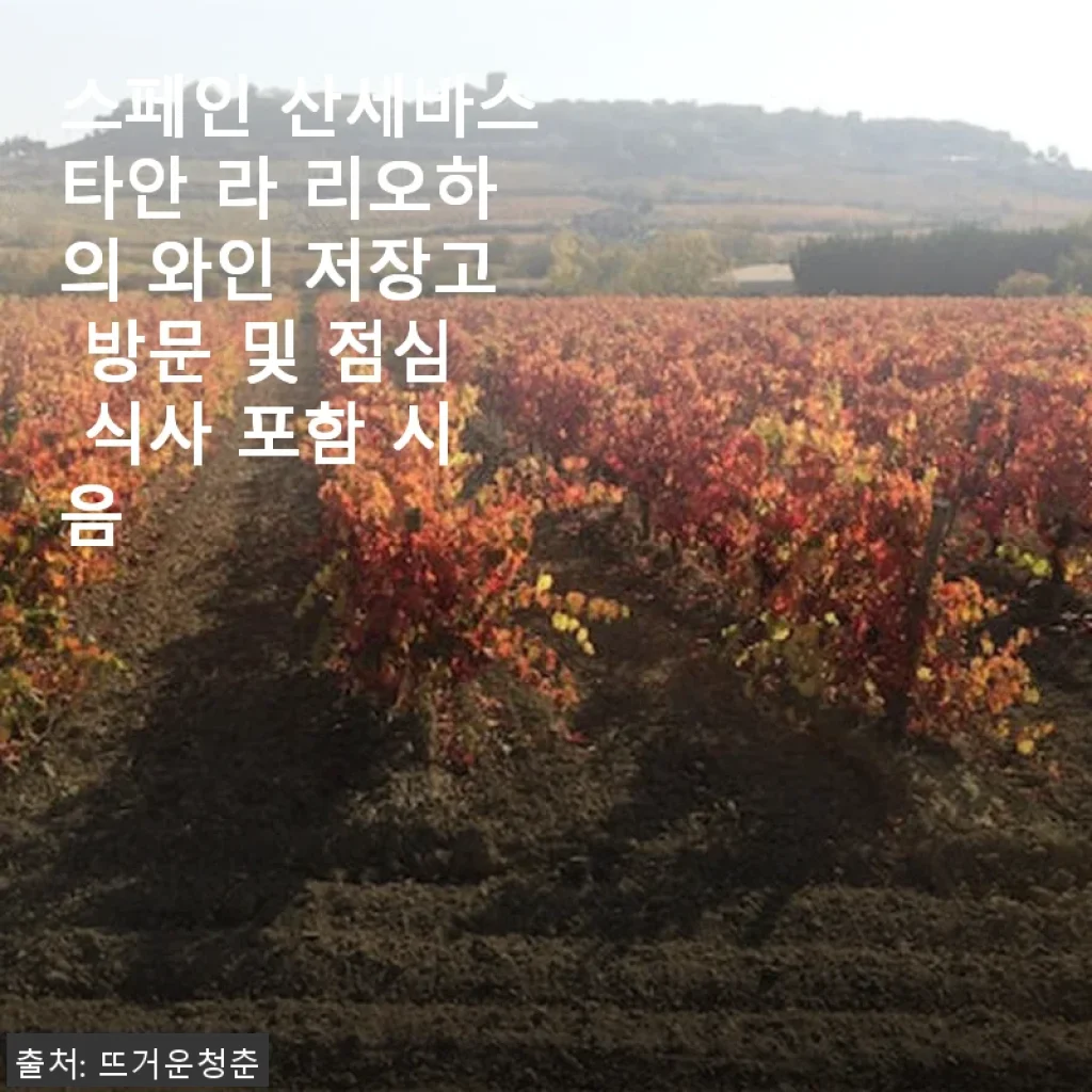 스페인 산세바스타안 라 리오하 와인 저장고 방문 및 점심 식사 포함 시음 후기