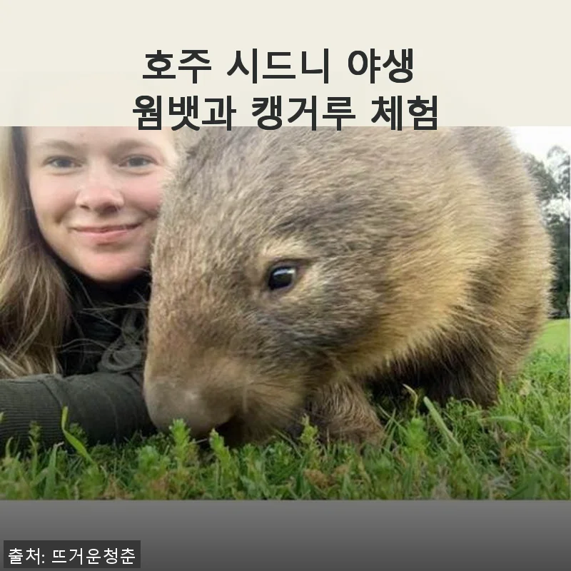 호주 시드니 야생 웜뱃과 캥거루 체험 사용후기