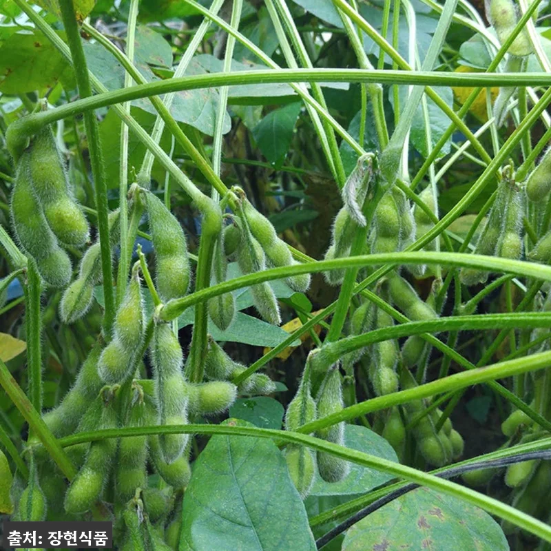 고령메주 강영숙님의 국산 콩 알메주 관련 이미지 3