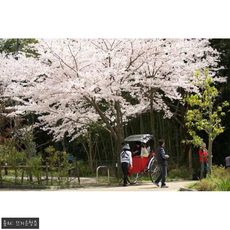일본 교토 아라시야마 인력거 투어 & 관련 이미지 3