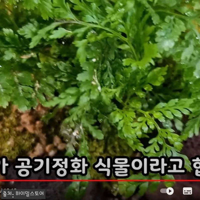 하이밀 잠자리 키우기 곤충의숲 풀세트 관련 이미지 4