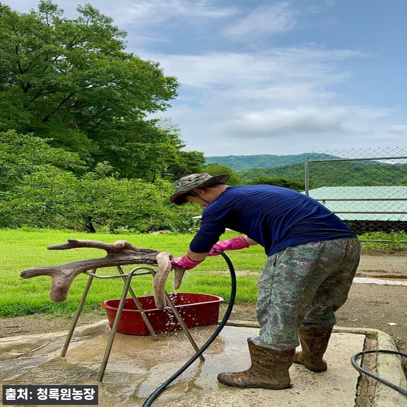 휘록 청록원 사슴농장 녹용 즙 액기스 관련 이미지 5