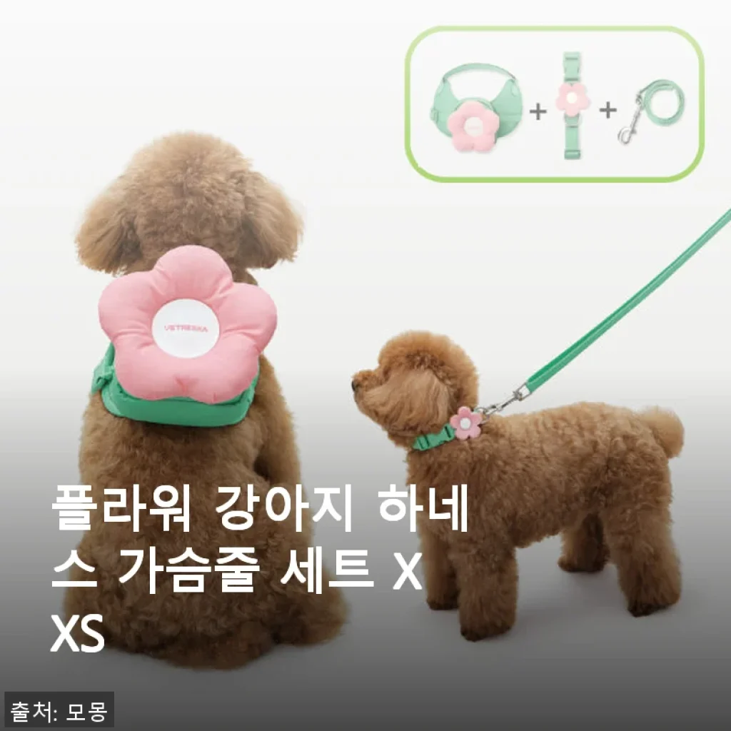 플라워 강아지 하네스 가슴줄 세트 XXS 사용 후기: 귀여움과 실용성 모두 잡은 선택
