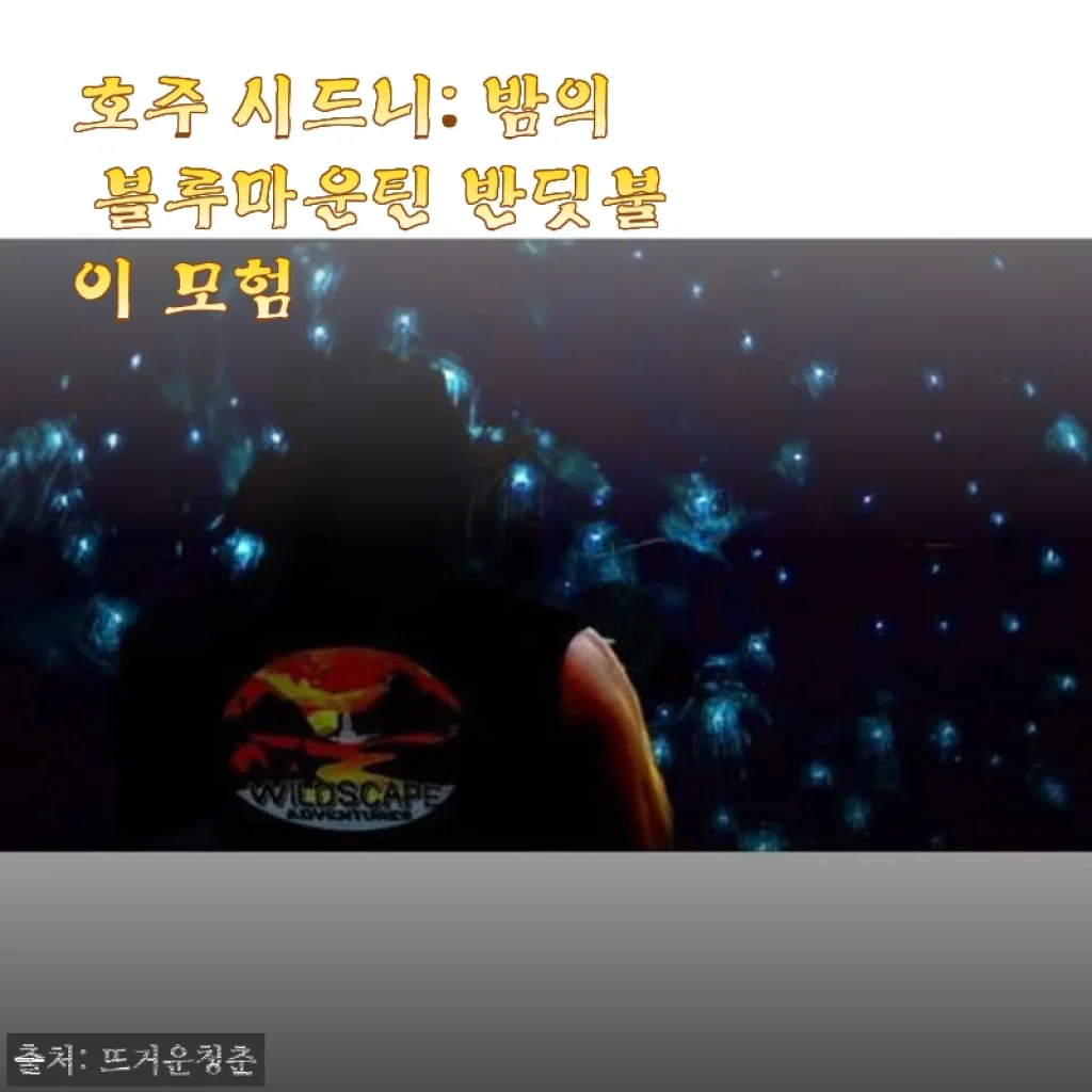 호주 시드니 밤의 블루마운틴 반딧불이 모험, 직접 체험한 후기