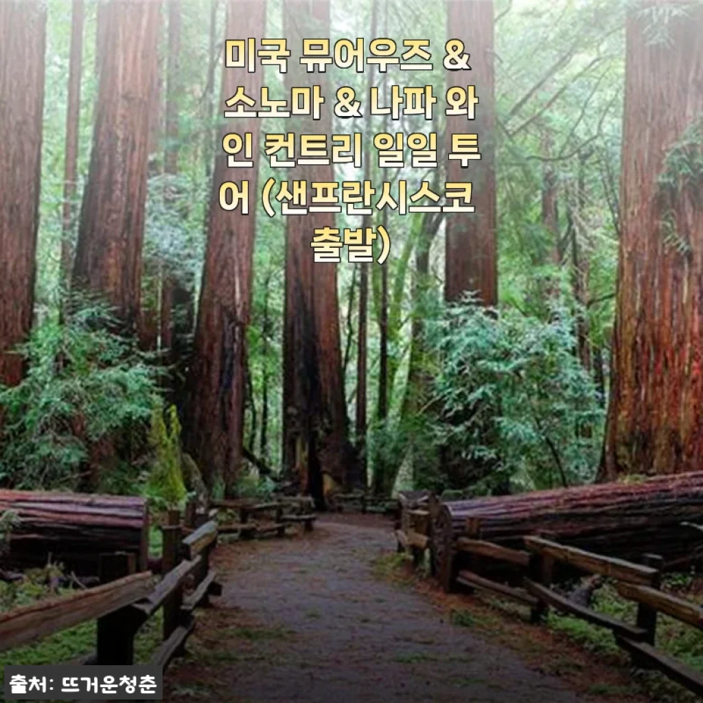 미국 뮤어우즈 & 소노마 & 나파 와인 컨트리 일일 투어 사용후기