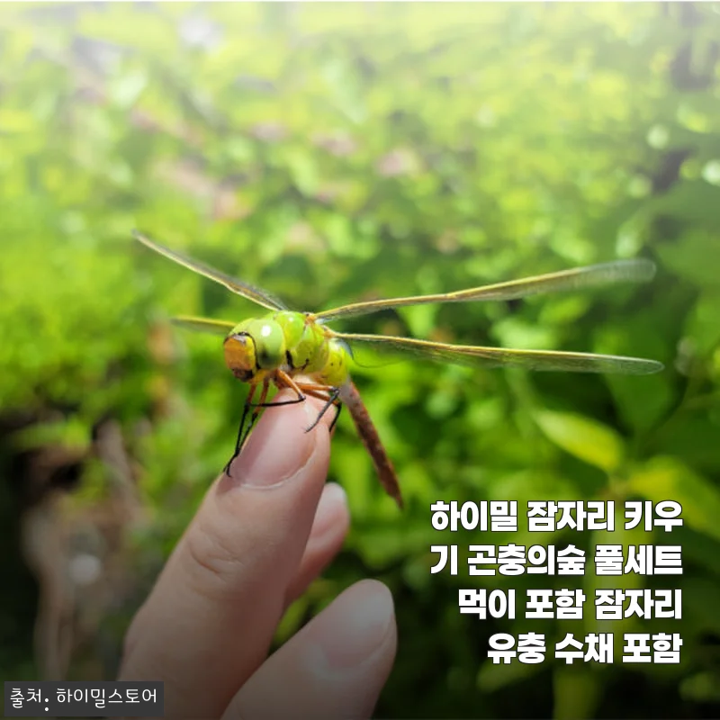 하이밀 잠자리 키우기 곤충의숲 풀세트 사용 후기: 아이와 함께한 특별한 자연 체험