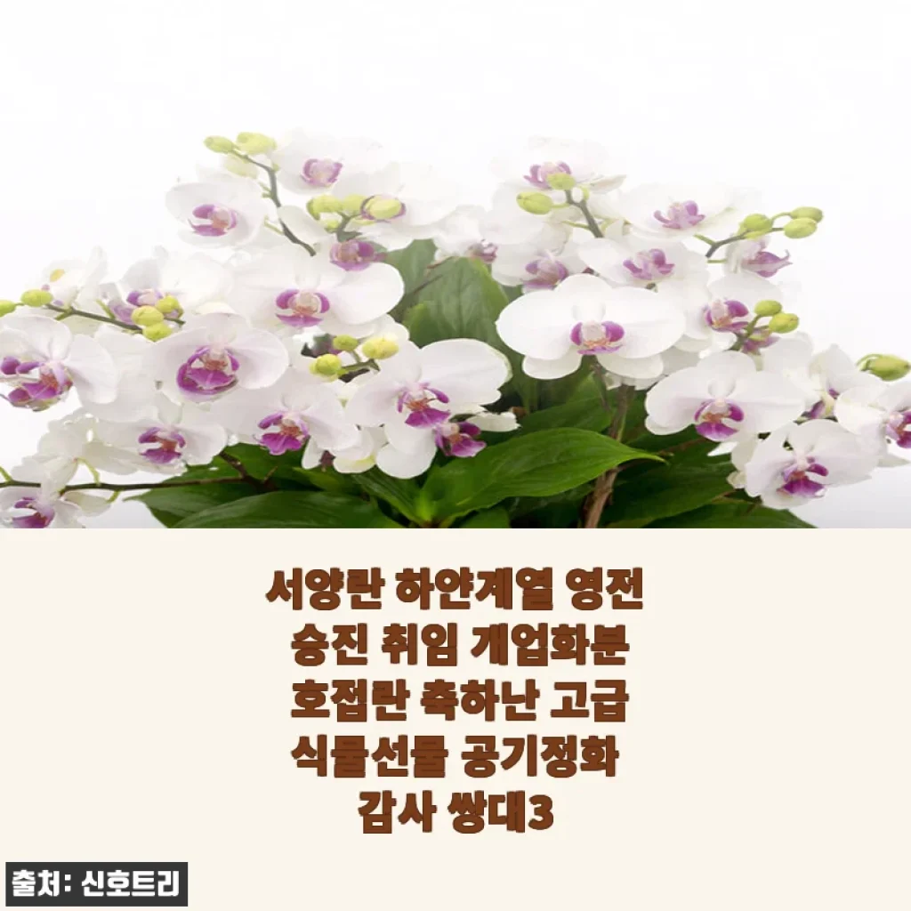 서양란 하얀계열 영전 승진 취임 개업화분 사용후기: 고급스러운 선물로 딱 좋아요