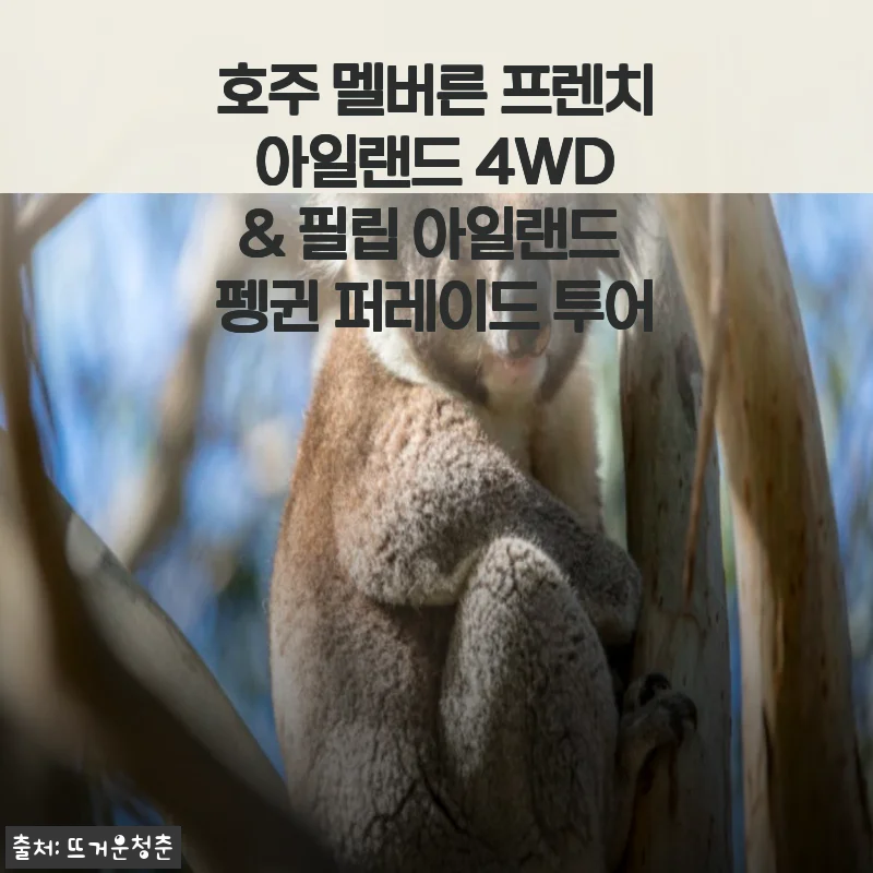 호주 멜버른 프렌치 아일랜드 4WD & 필립 아일랜드 펭귄 퍼레이드 투어 사용후기