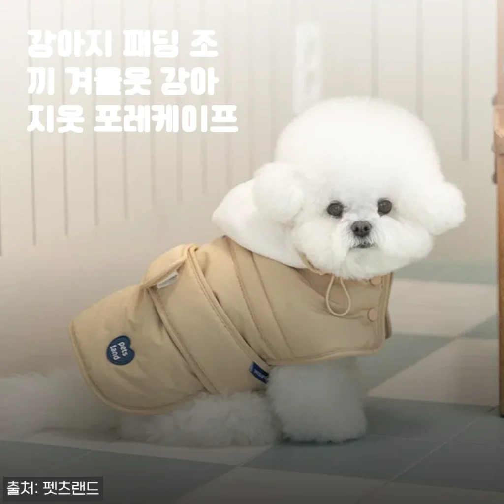 겨울 산책 필수템, 강아지 패딩 조끼 포레케이프 착용 후기 (feat. 6kg 비숑)