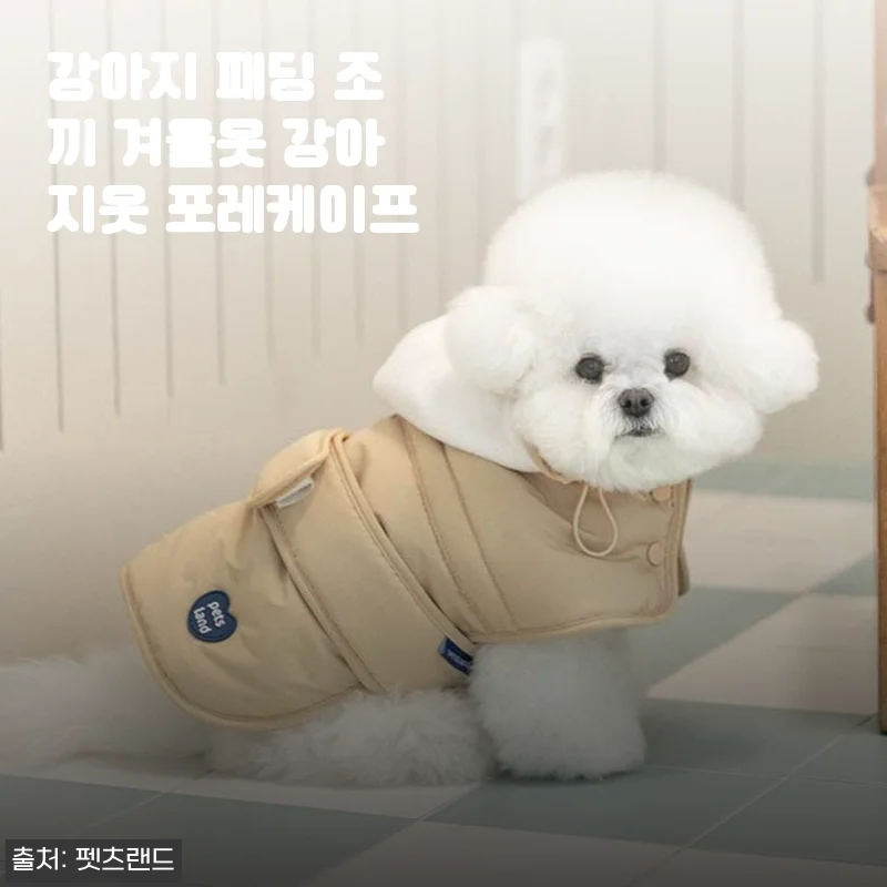 겨울 산책 필수템, 강아지 패딩 조끼 포레케이프 착용 후기 (feat. 6kg 비숑)