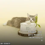 페피릴리프 고양이 물티슈 5팩 대나무원단, 예민한 냥이와 집사의 솔직 사용기