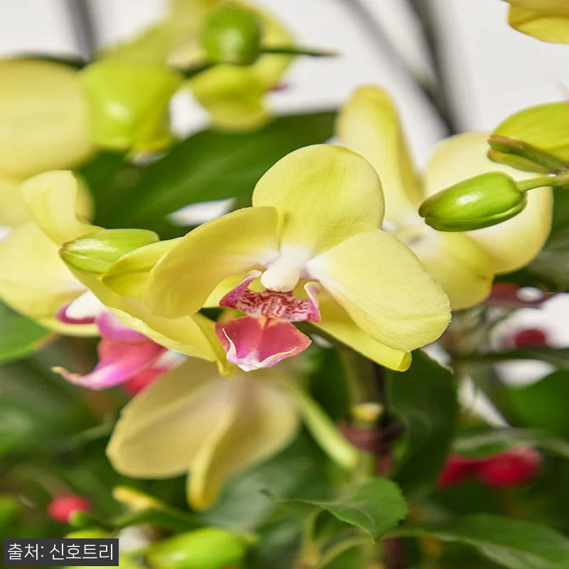 서양란 빅노랑계열 쥬피터 쌍대10, 관련 이미지 2
