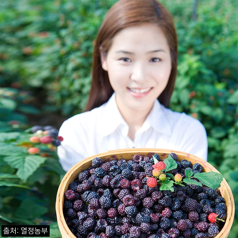 Home 82 26년 국내산 햇 토종복분자 생과 급냉 5kg, 냉동실에 두고 활용하기 좋은 산지직송 이슈템